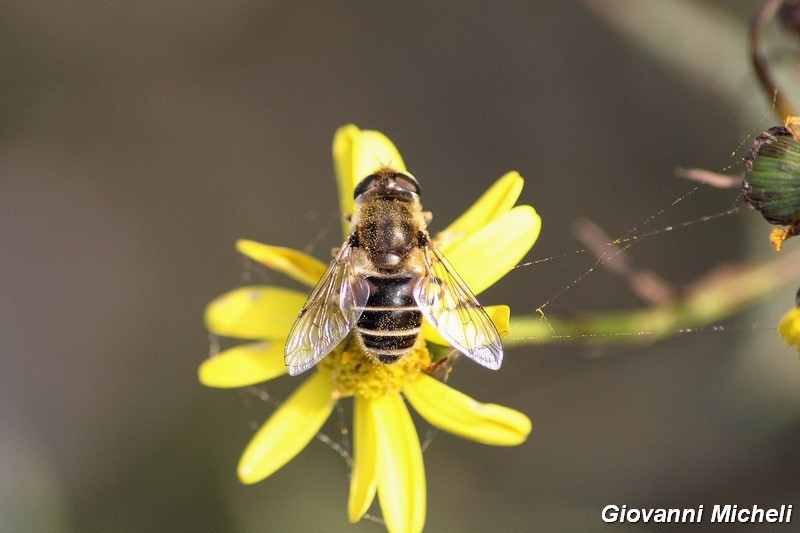 La vita in un fiore (Senecio inaequidens)